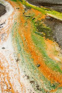 green and orange thermophilic bacterial mats in hotspring runoff