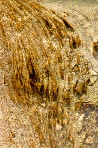 brown thermophilic bacterial mats in hotspring runoff