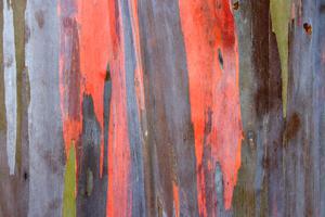 Rainbow eucalyptus (Eucalyptus deglupta)