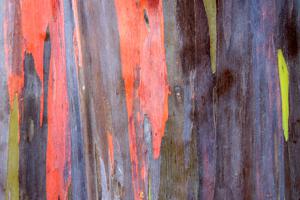 Rainbow eucalyptus (Eucalyptus deglupta)